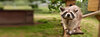 Waschbär Tobi aus dem Tierschutzzentrum Weidefeld steht auf einem Steg und schaut lustig in die Kamera
