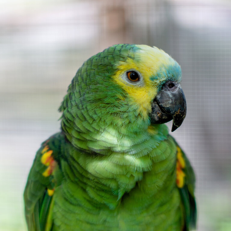 Papagei Amazone Marie im Tierschutzzentrum Weidefeld
