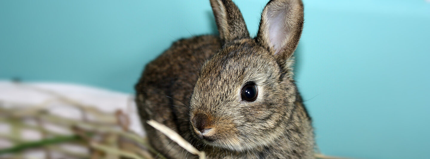 Ein kleines Kaninchen im Tierschutzzentrum Weidefeld