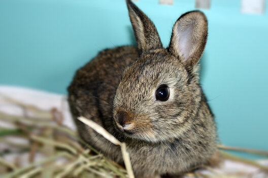 Ein kleines Kaninchen im Tierschutzzentrum Weidefeld