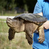 Ein Tierpfleger des Tierschutzzentrum Weidefeld hält Schnappschildkröte Morla sicher auf seinem Arm