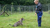 Tierpflegerin trainiert einen Hund im Tierschutzzentrum Weidefeld