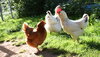 Drei Hühner, die aus einer Legebatterie stammen, laufen über eine Wiese des Tierschutzzentrums Weidefeld