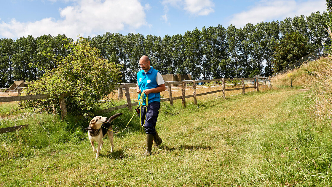 Tierpfleger geht mit Hund an der Leine spazieren