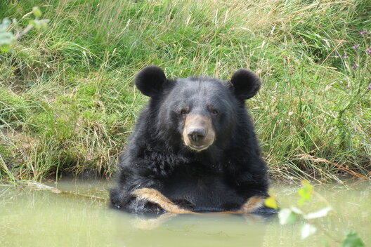 Kragenbär Balou sitzt in einem Teich und schaut in die Kamera.