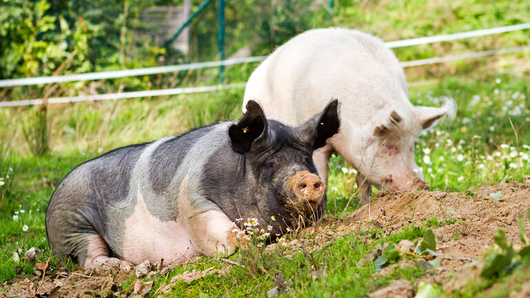 Hausschweine Rübe und Wurzel liegen in der Sonne im Tierschutzzentrum Weidefeld
