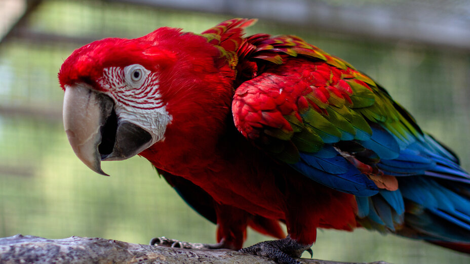 Papagei Ara Scotty im Tierschutzzentrum Weidefeld