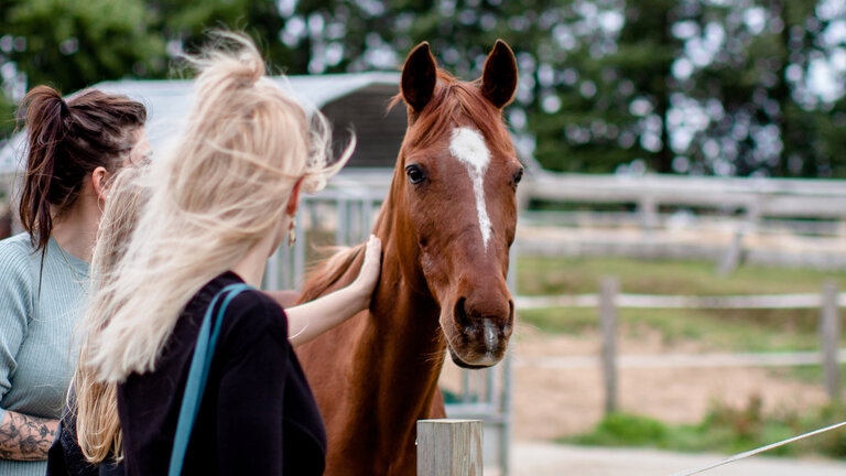 Paten streicheln Pferd Sam im Tierschutzzentrum Weidefeld
